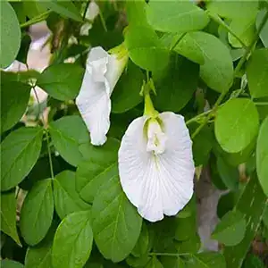 Butterfly Pea