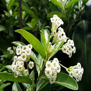 Cestrum Diurnum