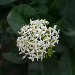 Ixora