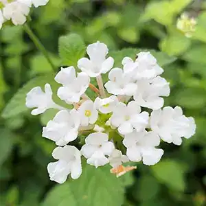 Lantana
