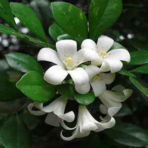 Murraya Paniculata