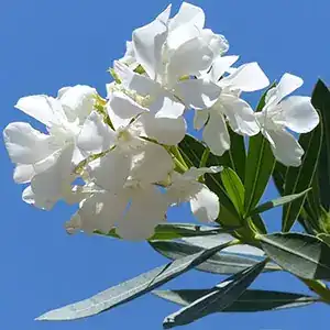 Oleander