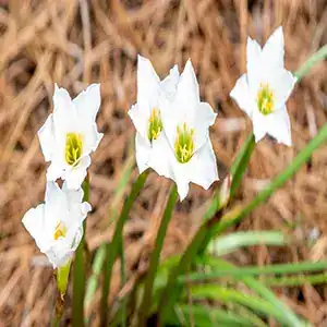 Rain Lily