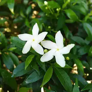 Srilankan Tagar