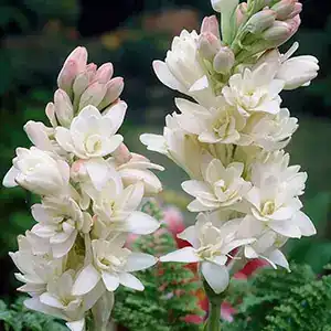 Tuberose