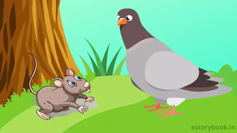 Pigeon and Rat Story