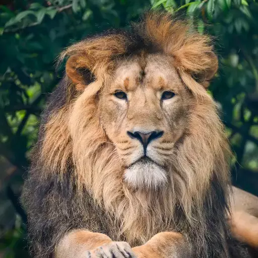 Lion-10 Animal Names 