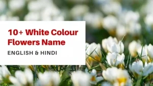 white color flower names english