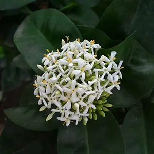 Ixora