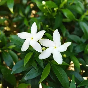 Srilankan Tagar
