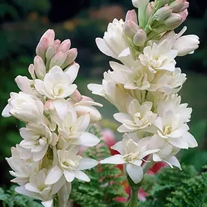 Tuberose