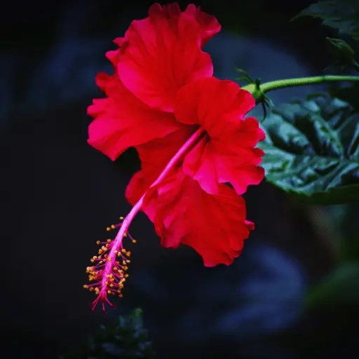 Hibiscus